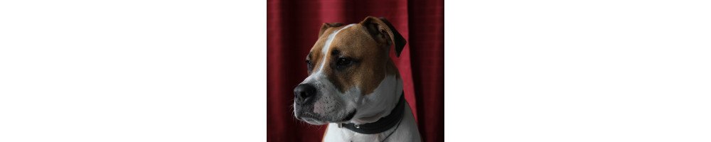 L’American Staffordshire Terrier : Caractère, santé, éducation, conditions de vie