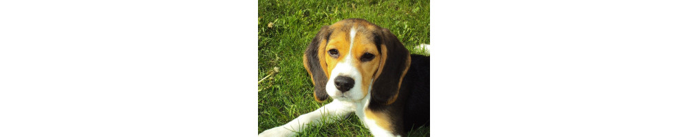 Beagle: caractère, santé, éducation, alimentation, conditions de vie